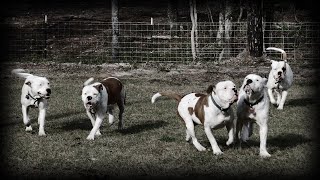 PART TWO  EXCLUSIVE INTERVIEW  BRUCE HUFFMASTER  AMERICAN BULLDOG BREEDER