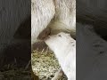 お母さんに甘える子ヤギ #shorts