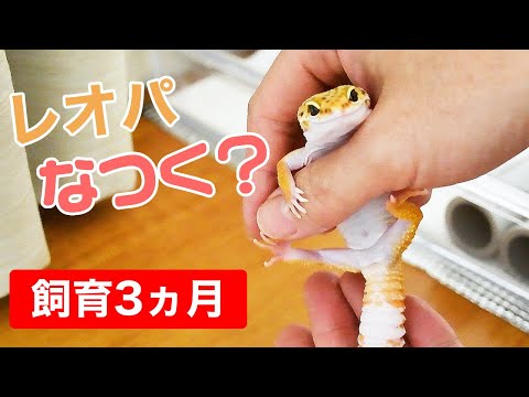 レオパはなつく？飼育3ヶ月のなつき具合