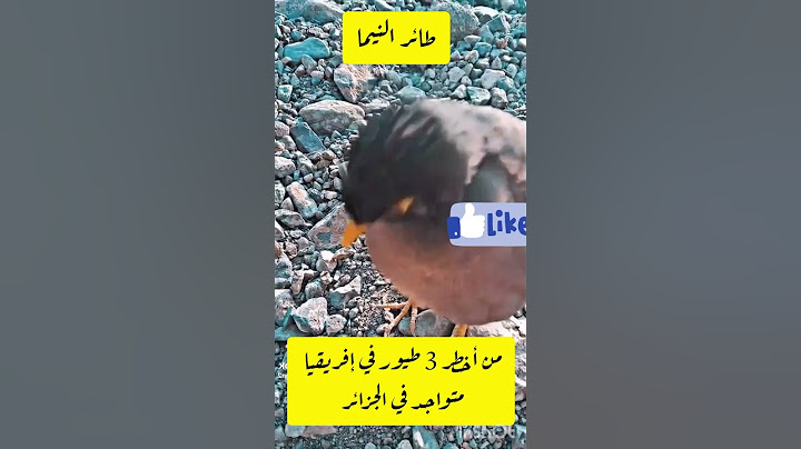 طائر المينا الهندي الخطير يغزو الجزائر #طائر المينا الخطير #إكسبلور#explor