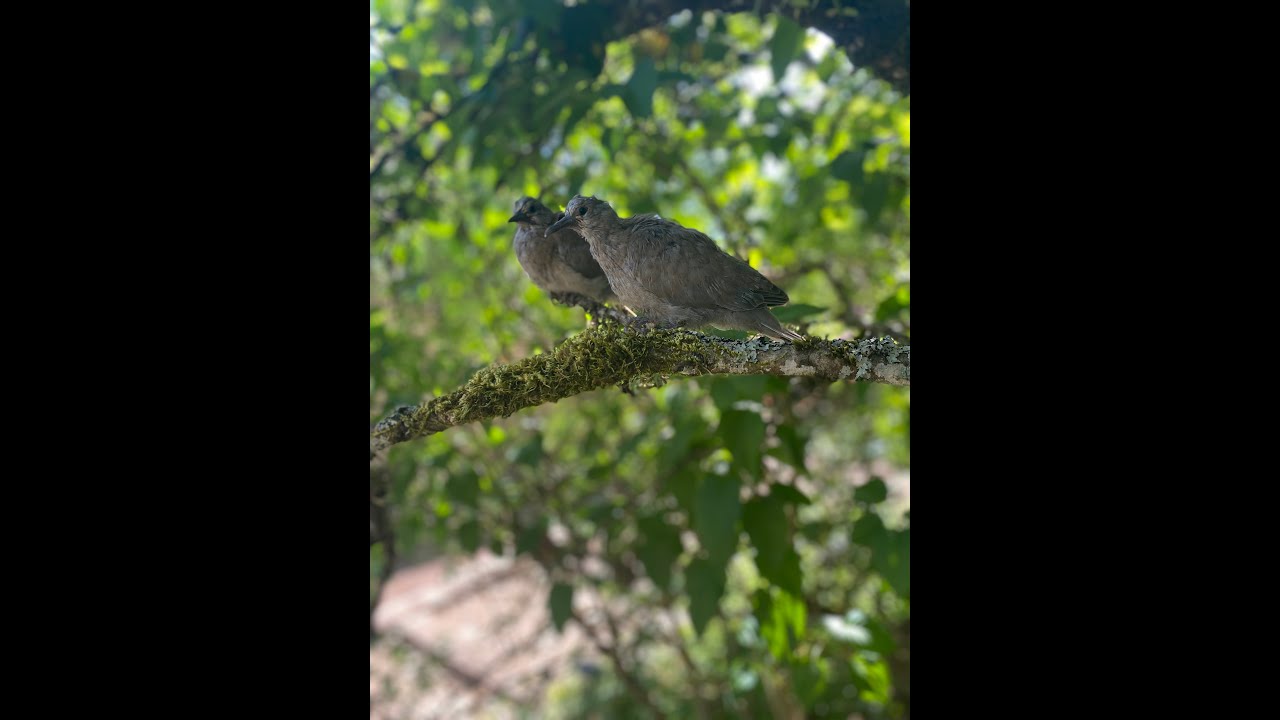 Dove Rescue Part 2 YouTube