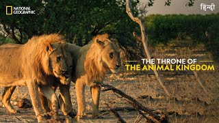 The Throne of the Animal Kingdom | Savage Kingdom | हिन्दी | National Geographic