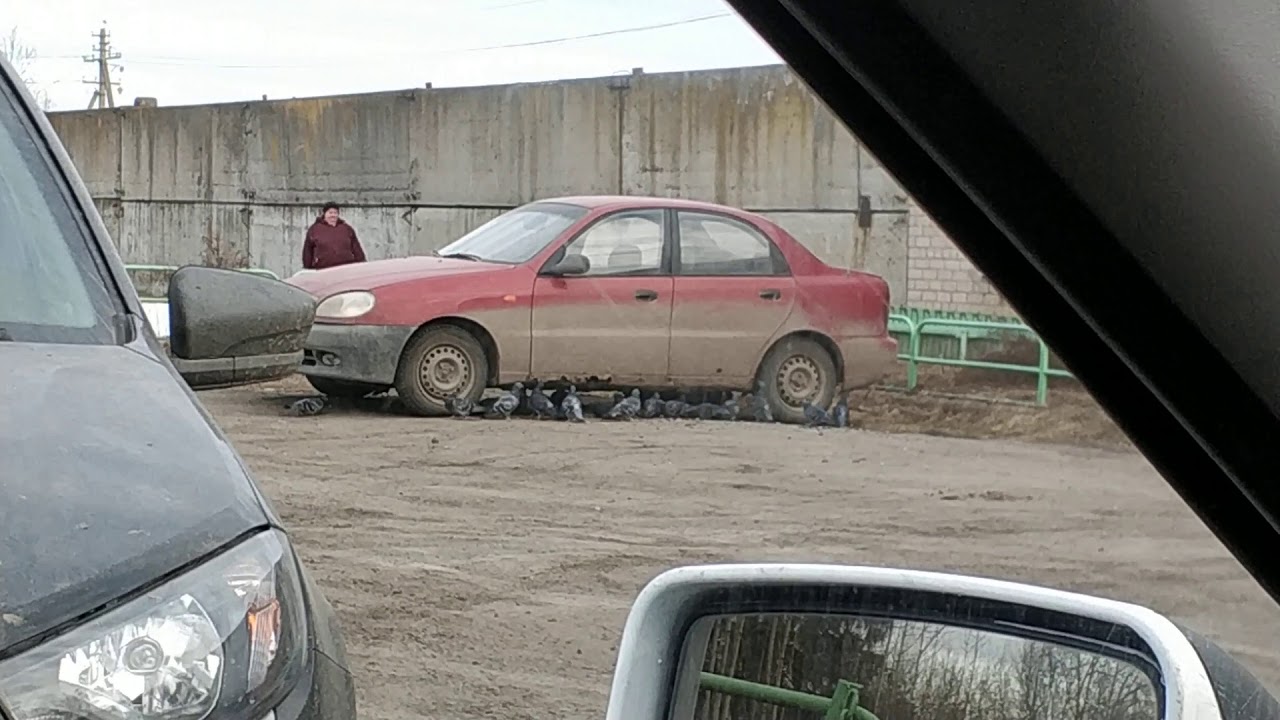 Почему волги быстро гниют