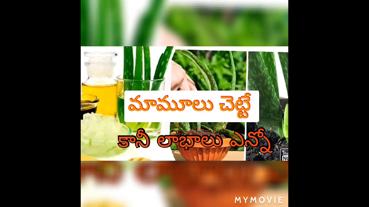 kalabanda mokka gurinchi telugu lobenefits of aloe veraFacts About