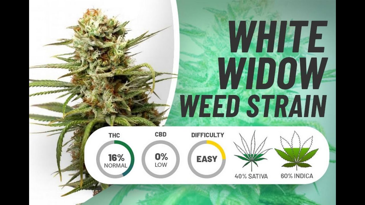 White Widow Marijuana Strain Youtube