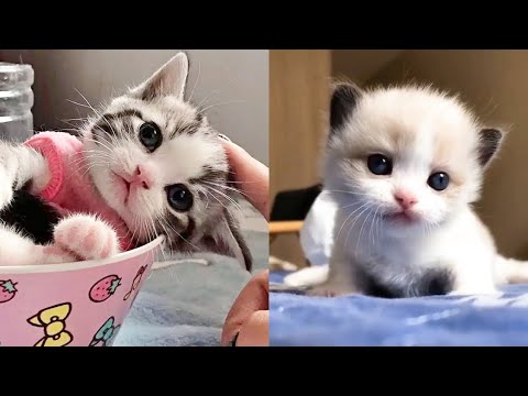 so cute kittens😻  videos 2024 compilation#8 |vm animal