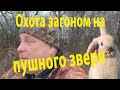 Загонная охота на #зайца. Охота по пушному #зверю.