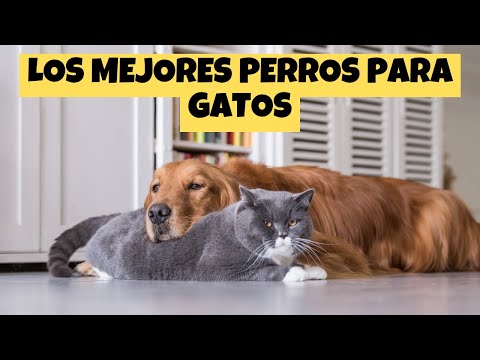 Video: Los 10 mejores perros de vigilancia