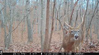 trail cam video in mountain view,mo