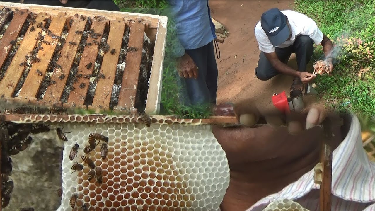 Repair of honey Bee house ! - YouTube