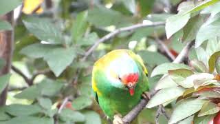 Musk Lorikeets feeding. Gods Beautiful Creation Australia