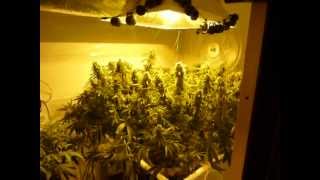 How to Grow DWC Cannabis pt 11