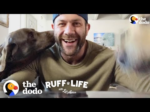 Lee and the Pack Explain What Went Wrong Day 1 of the Road Trip | Ruff Life With Lee Asher - Lee and the Pack Explain What Went Wrong Day 1 of the Road Trip | Ruff Life With Lee Asher