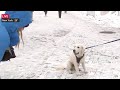 Dog Crashes The Weather Channel's Live Shot