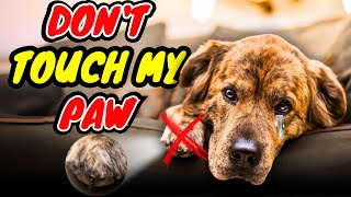 WHY DO DOGS NOT LIKE THEIR PAWS BEING TOUCHED?