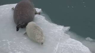 ТЮЛЕНЬ ЗИМОЙ В КАСПИЙСКОМ МОРЕ. Забавные животные морские котики / marine seal