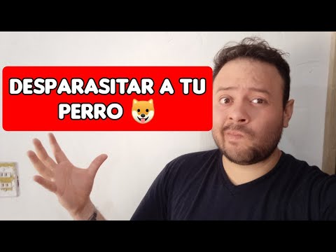 Metronidazol para perros para que se usa hqdefault