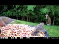 Multiple species of birds eating birdseed together peacefully 6/15/26