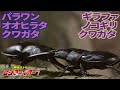 【公式】パラワンオオヒラタクワガタ vs ギラファノコギリクワガタ【甲虫バトル ムシファイター！】#15