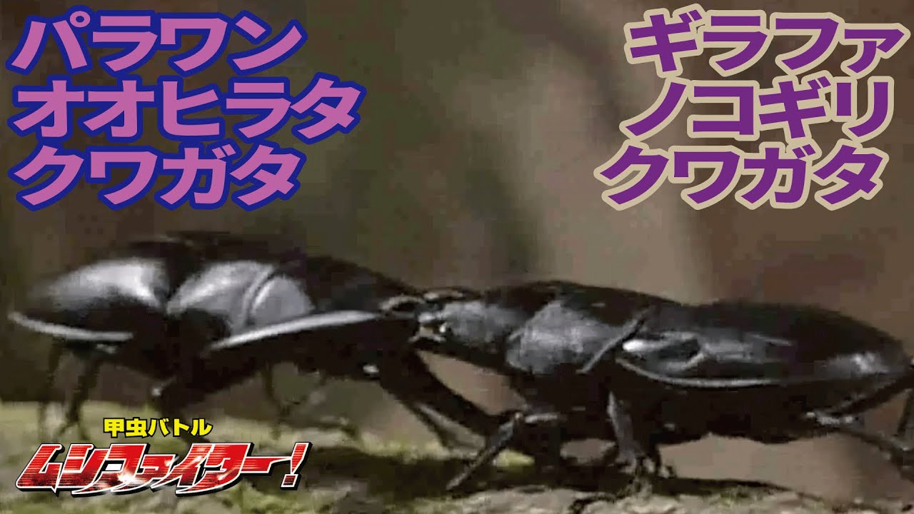 公式 パラワンオオヒラタクワガタ Vs ギラファノコギリクワガタ 甲虫バトル ムシファイター 15 Youtube