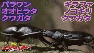 【公式】パラワンオオヒラタクワガタ vs ギラファノコギリクワガタ【甲虫バトル ムシファイター！】#15