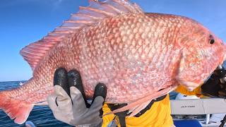 Best baits and tips to catch bigger and more Red snapper easily.