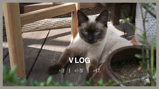 SUB) Korean Vlog) From Rescuing Stray Cats in the Countryside to Adoption: A 3Day Journey