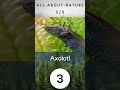 Endemic Species Quiz #nature #wildlife #animalquiz #naturequiz #endemic