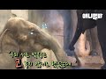 남친이랑 헤어지고 방청소하다가 우는 코끼리 하티 ㅠㅠ ㅣ Elephant Cries While She Cleans Her Room After A Breakup