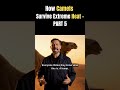 How Camels Survive Extreme Heat