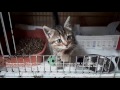 Судьба котенка спасенного из подземного плена  Help to make a kitten