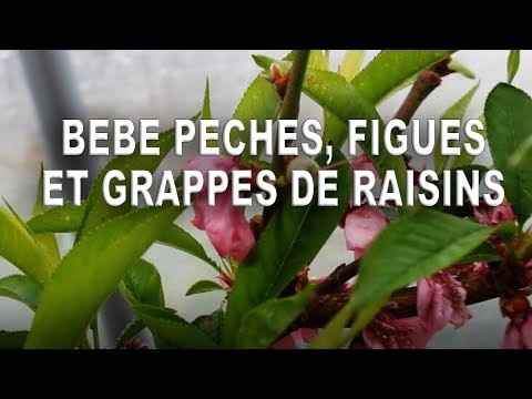 Vidéo: Tetrastigma Vuagnier - Raisin D'intérieur