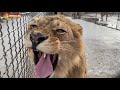 Новогоднее поздравление от Султана! Львы. Тайган.  Lions life in Taigan.