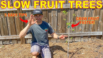 5 Reasons Your Fruit Trees AREN