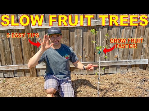 Vídeo: Per què el meu arbre de nectarines no tindrà fruit: tractar un arbre de nectarina sense fruits