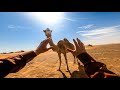 When a camel saves your life