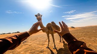 When a Camel Saves Your Life...