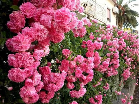 Video: Tietoa Polyantha- ja Floribunda-ruusuista