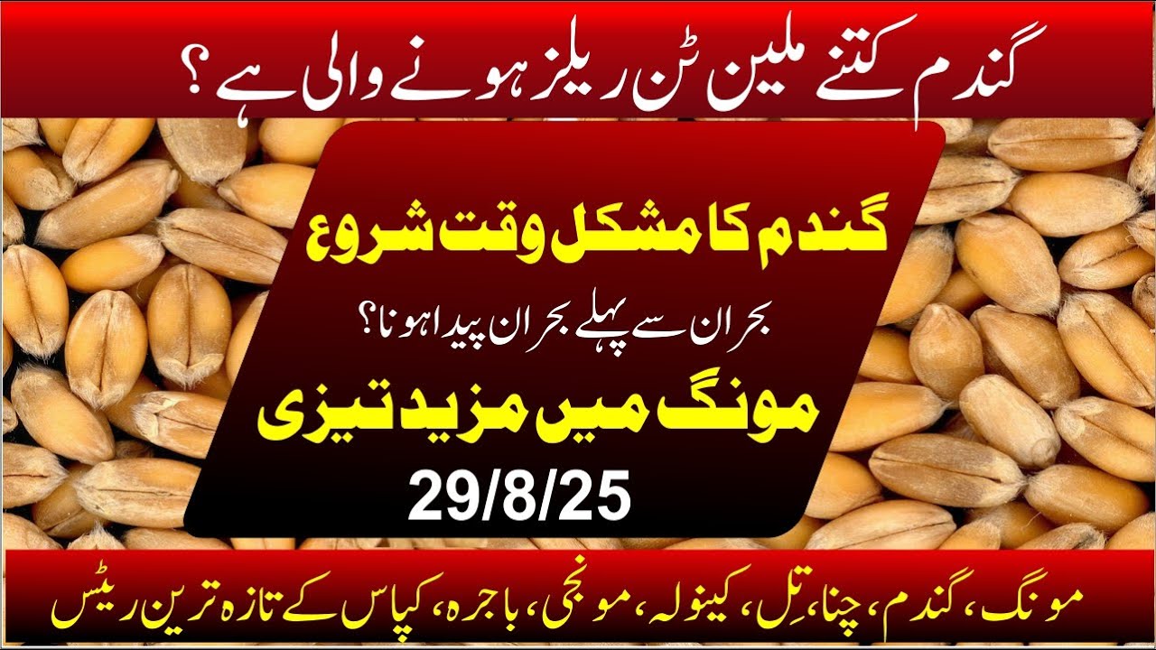 today wheat released punjab 2025 | wheat and flour costs and pressure | Moong rate today in pakistan