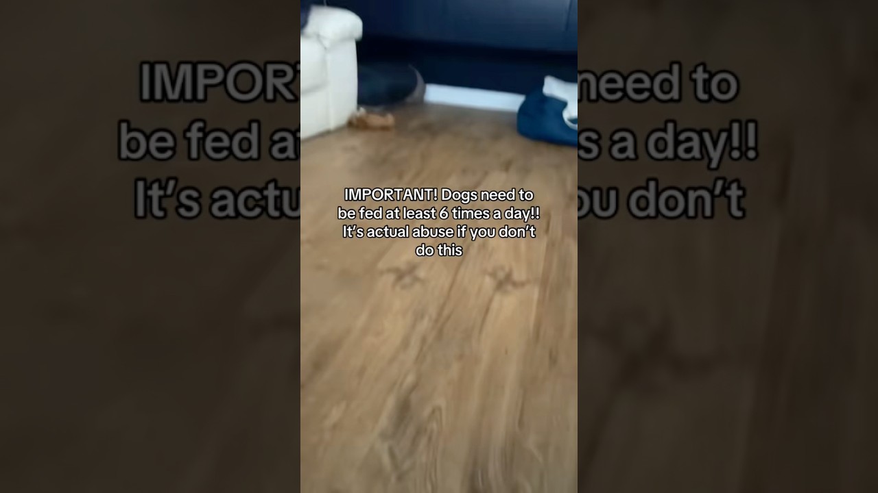 Did you know dogs need to be fed at least 6 times a day?