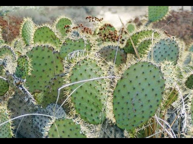 cactus plant scientific name