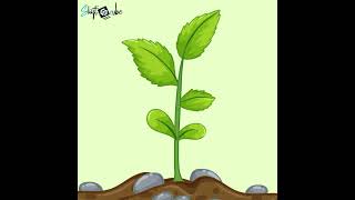 Plant Growing Animation | #aftereffects #shorts #animation