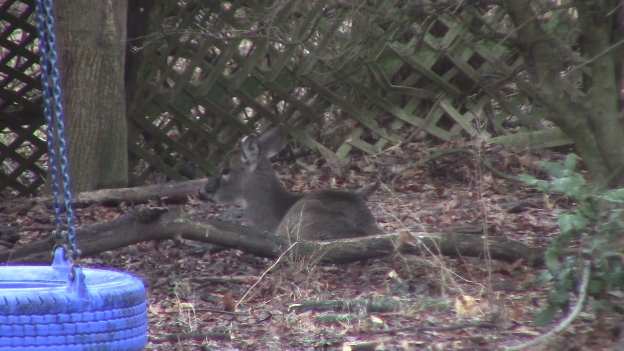 A Doe Resting under the Holly Tree