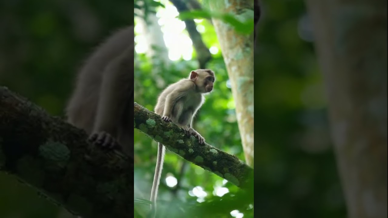 very cute-monkey mom with baby in jungle EV5 
