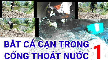 bắt cá lóc khủng trong cống thoát nước ‎@tongtv83