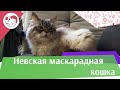 Невская маскарадная кошка на ilikepet