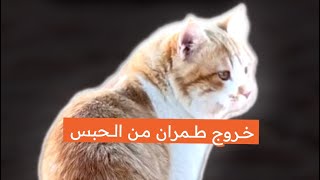 خروج طمران من الحبس ! #طمران #طمره #قطط #cat