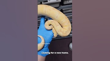 Banana Clown possible Black Head male. #ballpython #pythonregius #reptiles