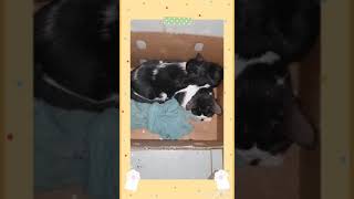 Cut And Funny Cat 2020 Please Subscribe1000