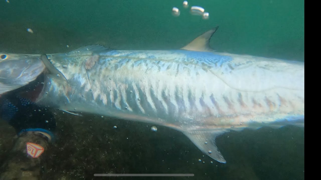 Spearfishing UAE ( actual footage shot kingfish my 15 kingfish)) YouTube